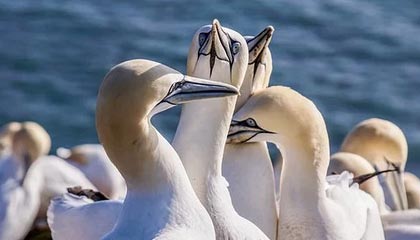 中国链球新星张家乐：期待站上奥运最高领奖台