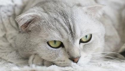 中国链球新星张家乐：期待站上奥运最高领奖台